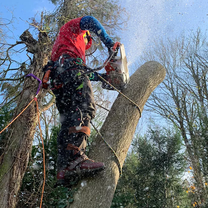 Professional Tree Care Service