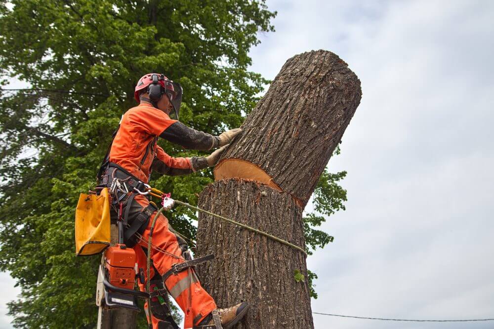 Professional tree services